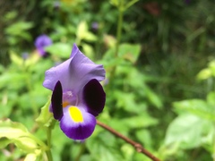 Torenia fournieri