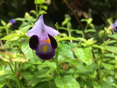Torenia fournieri