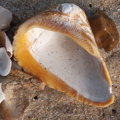 Noetia ponderosa