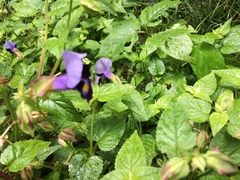 Torenia fournieri