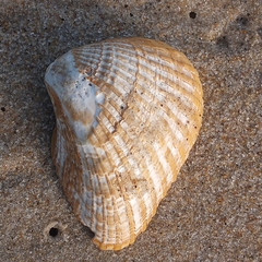 Noetia ponderosa