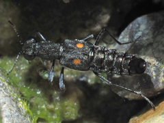 Stenus comma
