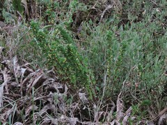 Limbarda crithmoides longifolia