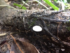 Fungi