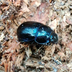 Anoplotrupes stercorosus