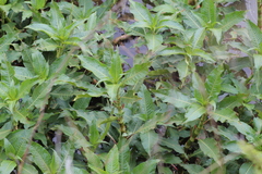 Persicaria ferruginea