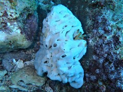 Calcarea