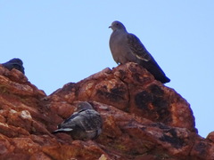 Patagioenas maculosa albipennis