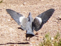 Patagioenas maculosa albipennis