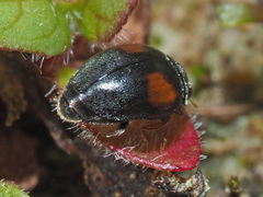 Scymnus frontalis