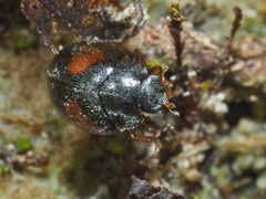Scymnus frontalis