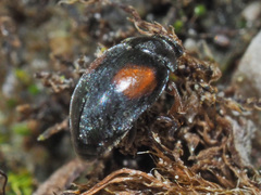 Scymnus frontalis