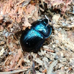 Anoplotrupes stercorosus