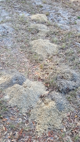 Southeastern Pocket Gopher
