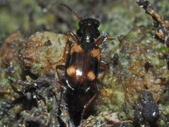Bembidion quadrimaculatum