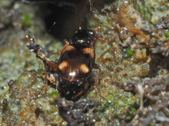 Bembidion quadrimaculatum
