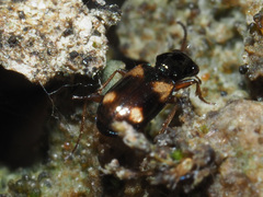 Bembidion quadrimaculatum