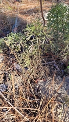 Eupatorium compositifolium