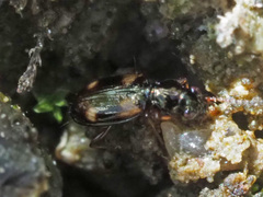 Bembidion quadrimaculatum