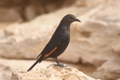 Onychognathus tristramii