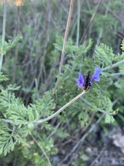 Lavandula multifida