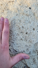 Podomys floridanus