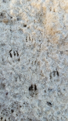 Podomys floridanus