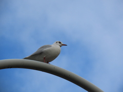 Chroicocephalus ridibundus