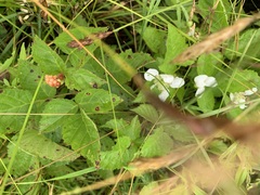 Rubus flagellaris