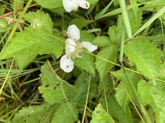 Rubus flagellaris
