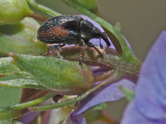 Gymnetron veronicae