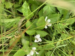 Rubus flagellaris