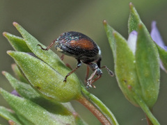 Gymnetron veronicae