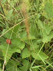 Rubus flagellaris
