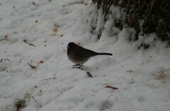 Junco hyemalis