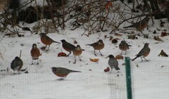 Turdus migratorius