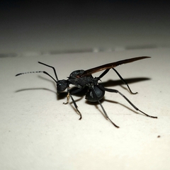 Polyrhachis armata