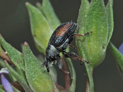 Gymnetron veronicae