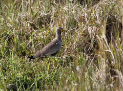 Vanellus senegallus