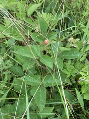 Rubus flagellaris
