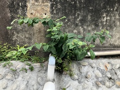 Clerodendrum thomsoniae