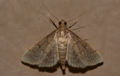 Herpetogramma theseusalis