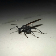 Polyrhachis armata