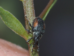Gymnetron veronicae