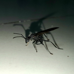 Polyrhachis armata