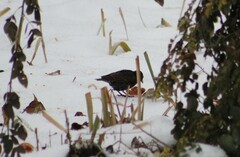 Sturnus vulgaris