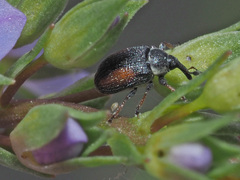 Gymnetron veronicae