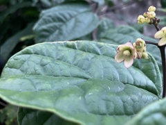 Clerodendrum thomsoniae