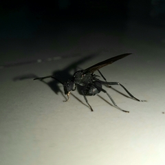 Polyrhachis armata