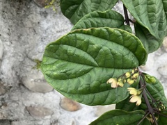 Clerodendrum thomsoniae